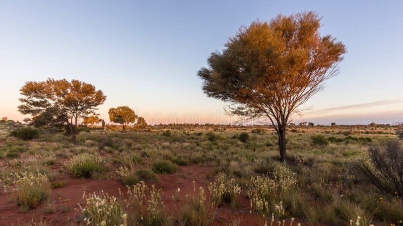 Trees in the Australian bush at sunset