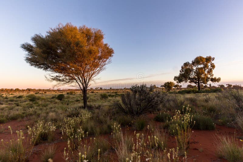 Trees in the Australian bush at sunset