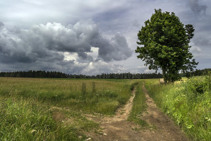 Crossing the meadow under storm clouds with a large tree in the woods background