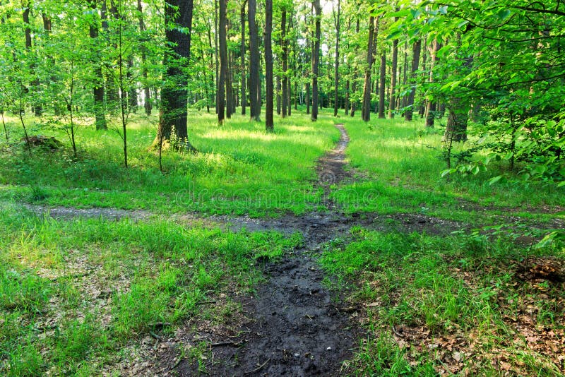 Crossroads and crossing of two paths in the forest