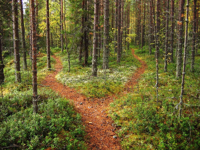 Cruce de caminos en Bosque 