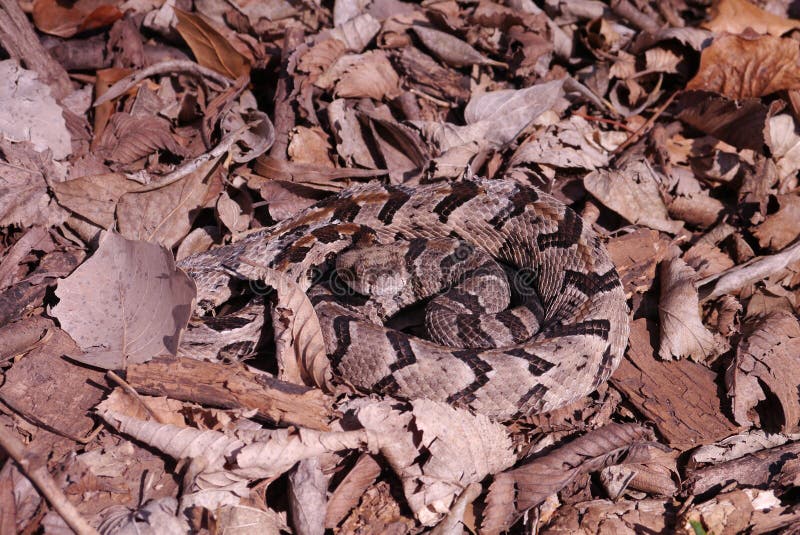 Crotalo di legname - horridus di crotalo immagine stock libera da diritti Crotalo di legname - horridus di crotalo immagine stock libera da diritti
