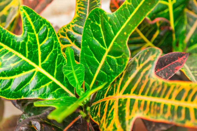 download croton seadiver download croton seadiver