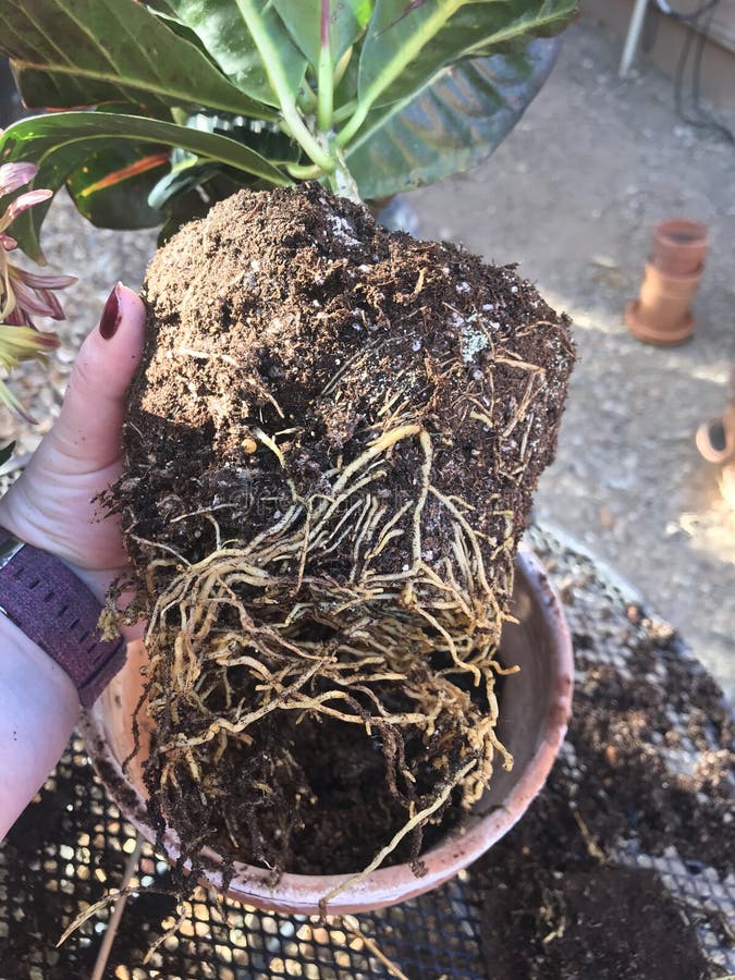 Croton petra roots 0703