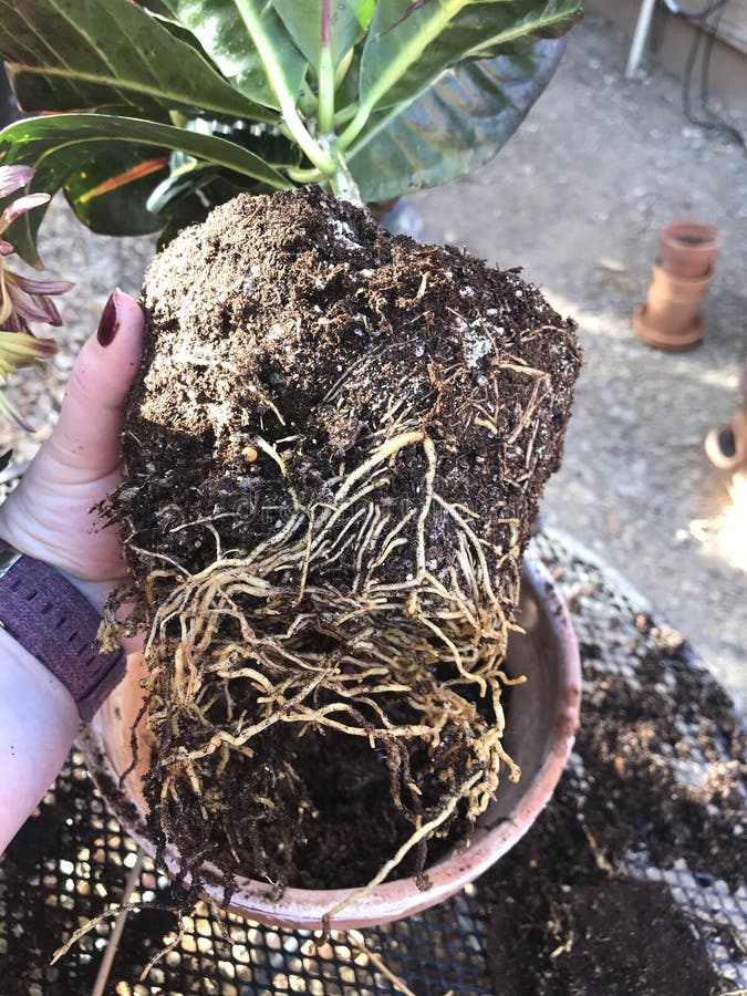 Croton petra roots 0702