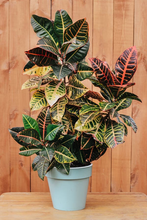 Croton Plant Closeup. Botanical Name Is Codiaeum