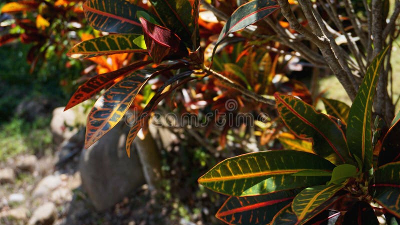 download croton seadiver download croton seadiver