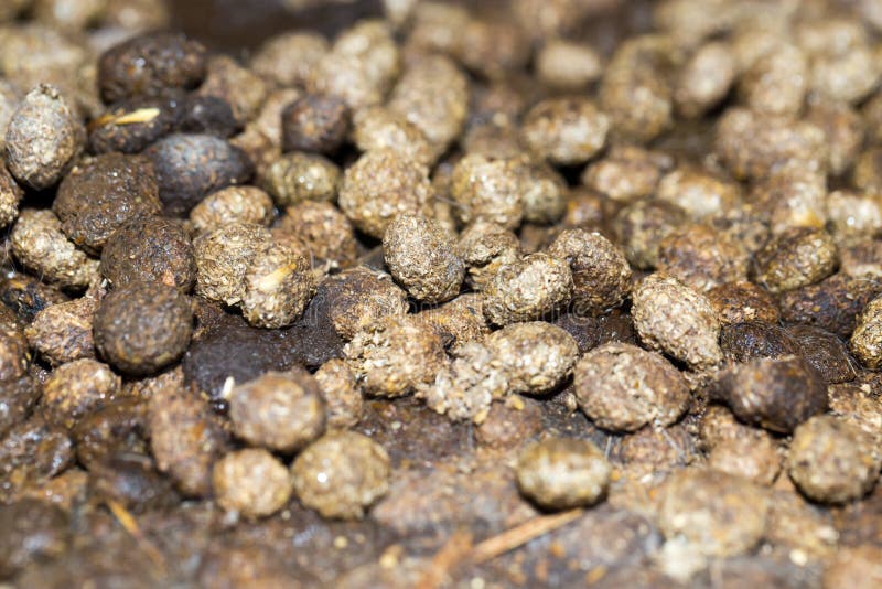Crottes Photos Stock Téléchargez 2,641 Photos libres de droits