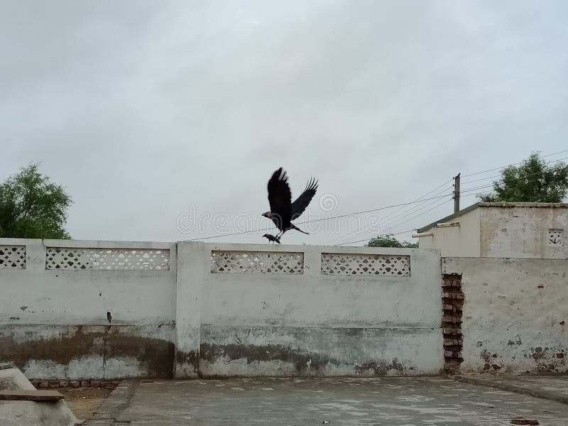 Crow bird catch other bird