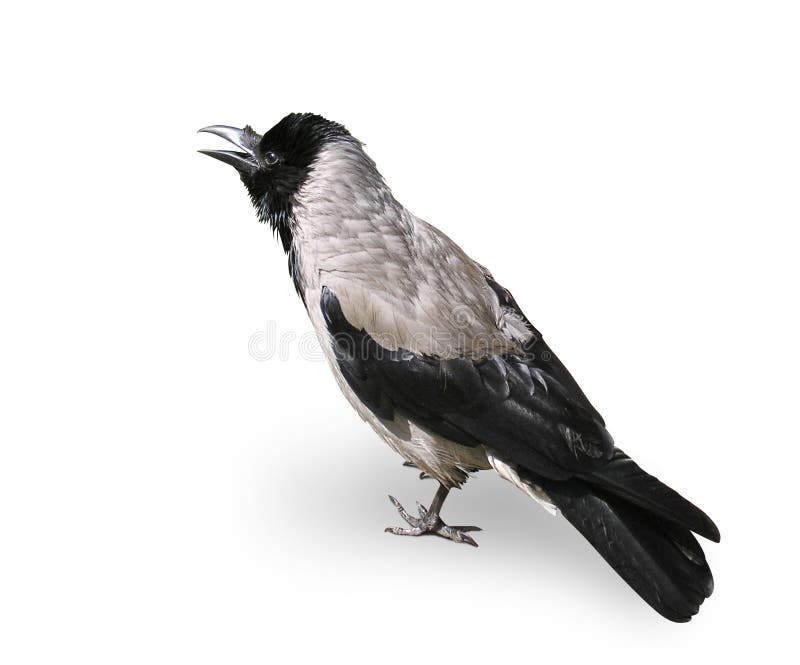 Crow - A Bird Isolated On White Background royalty free stock photos Crow - A Bird Isolated On White Background royalty free stock photos