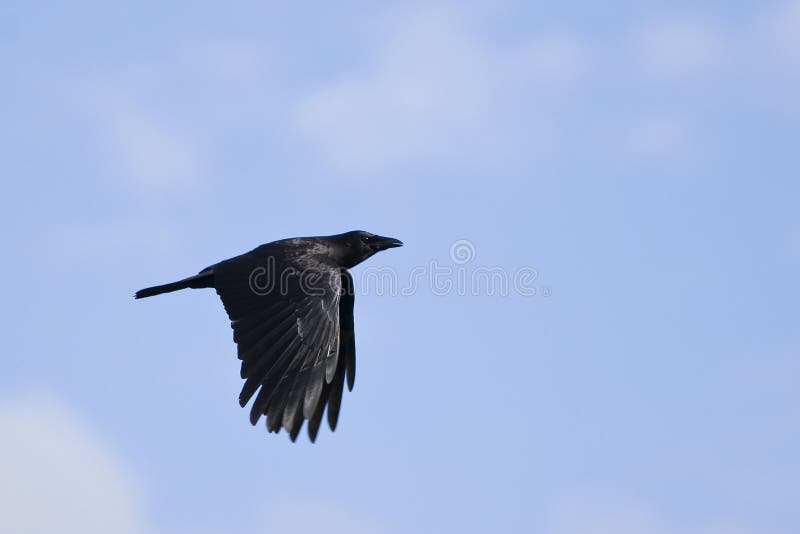 Černá vrána v letu s modrou oblohou v pozadí.