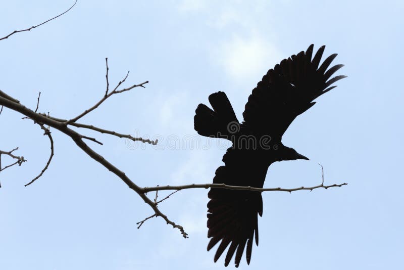 A crow flying from a tree and cloud background stock images A crow flying from a tree and cloud background stock images