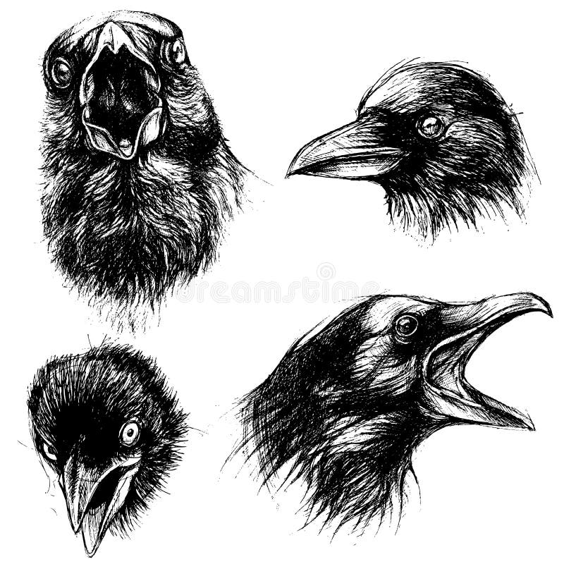 Crow head drawing line work vector