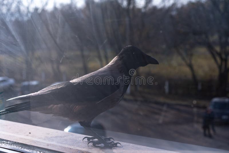 Big crow looking away stock image. Image of nature, raven 65511103