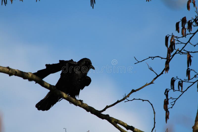 A crow perched on a branch royalty free stock photo A crow perched on a branch royalty free stock photo