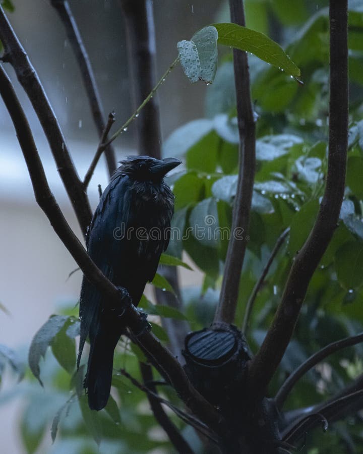 Crow in the rain stock photo. Image of sparrow, crow 247475364