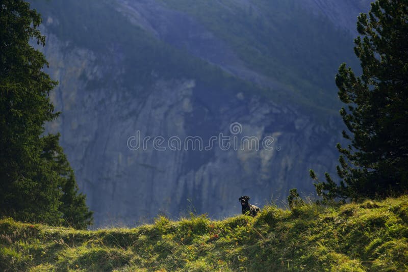 Crow romanian shepard dog in Kandersteg mountains. Switzerland