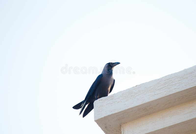 Crow on Roof Large Black Crow Perched on Roof Ledge Stock Image Image