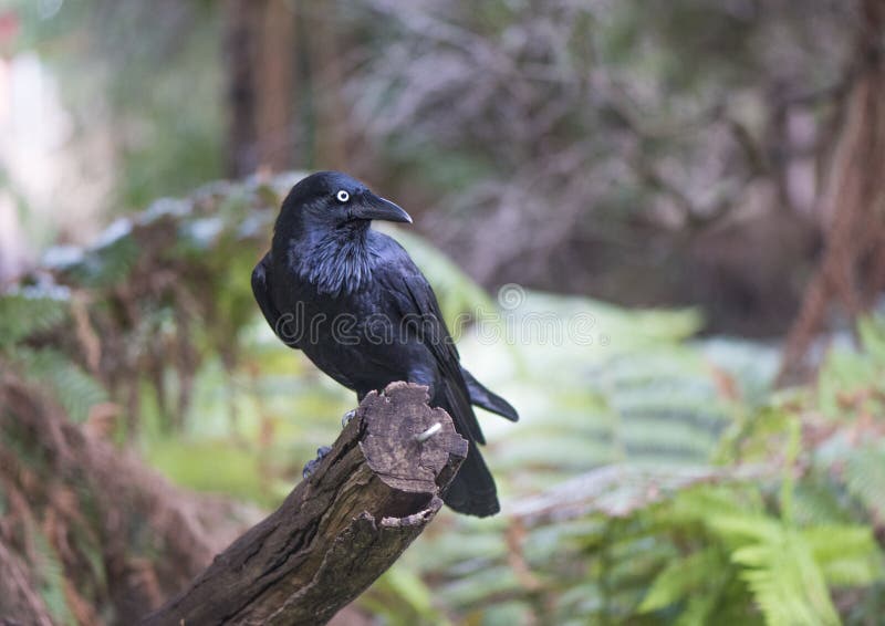 Crow sitting on branch in Australia.