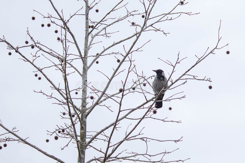 A crow sitting on the branch with tree fruits during grey winter day. stock photos A crow sitting on the branch with tree fruits during grey winter day. stock photos
