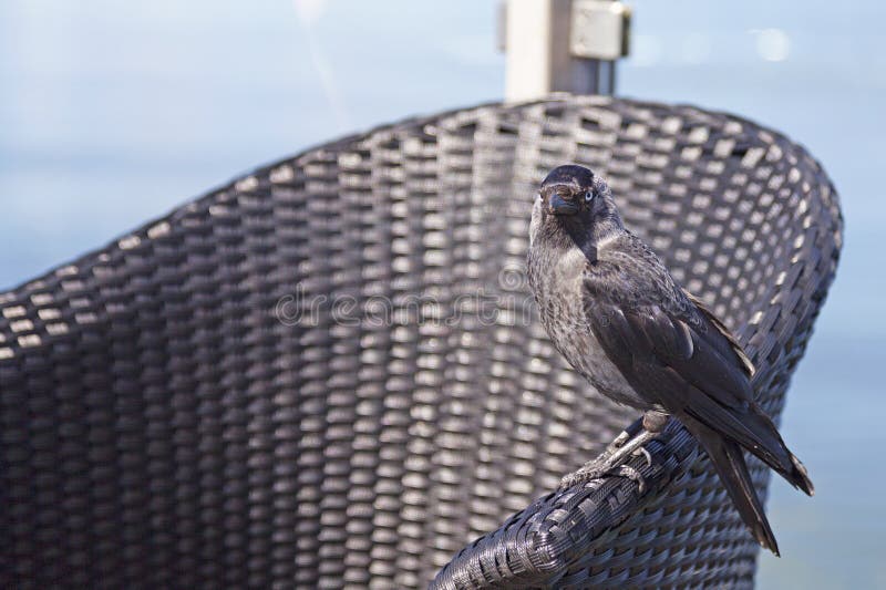 Crow sitting on an outdoor furniture stock photos Crow sitting on an outdoor furniture stock photos