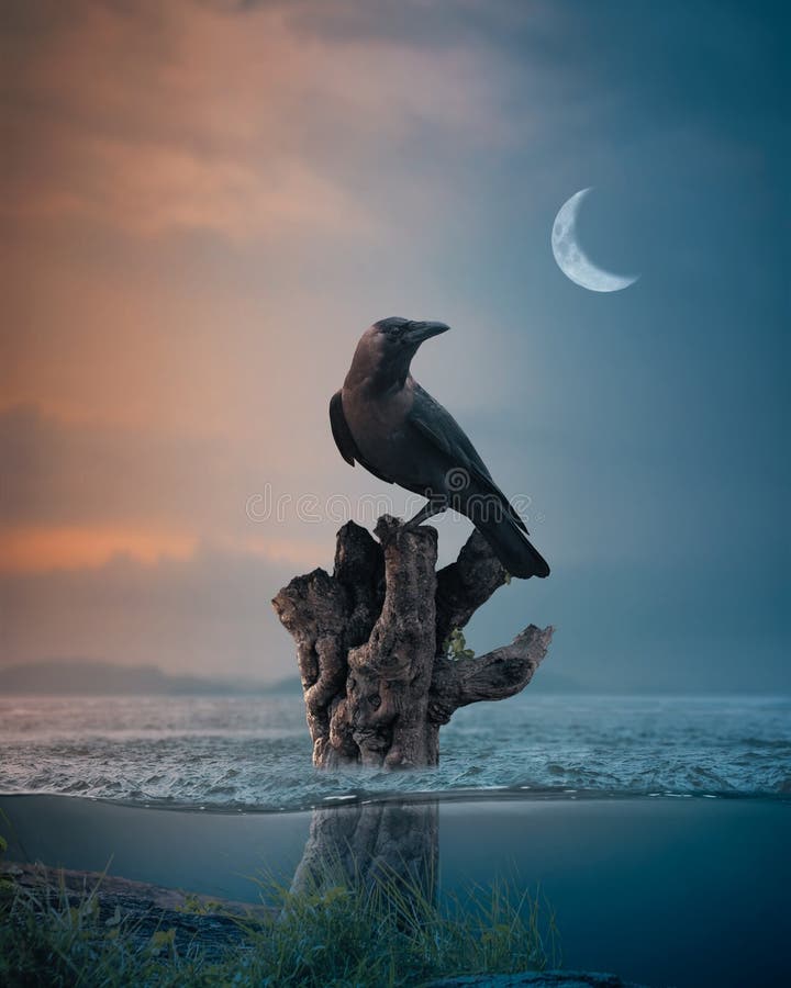 Crow standing on tree branch floating on sea evening moon underwater fantasy