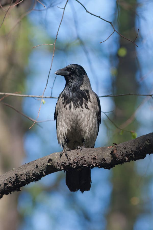 Crow on a tree branch