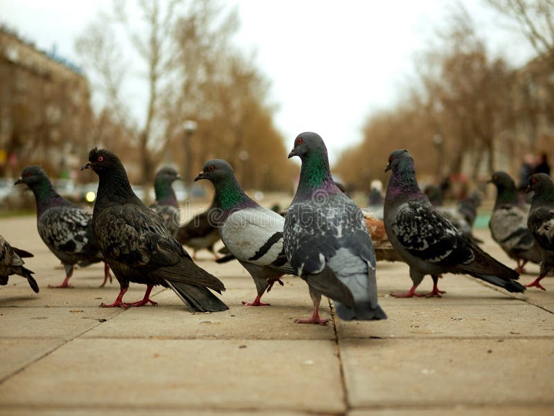 Crowd Of Pigeon On The Walking Street.Pigeons On The Street. Stock