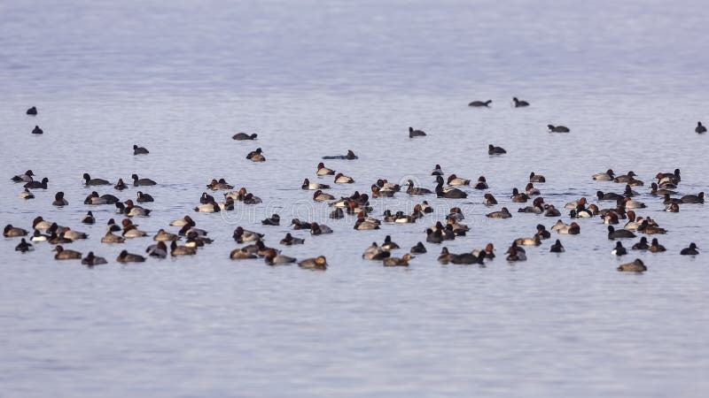 La multitud de incluido común, copetudo pato, más grande, hierro pato común sobre el el mar nadar.