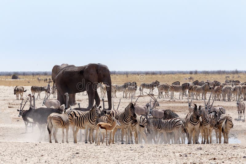 Crowded waterhole with Elephants, zebras, springbok and orix. Etosha national Park, Ombika, Kunene, Namibia. True wildlife photography