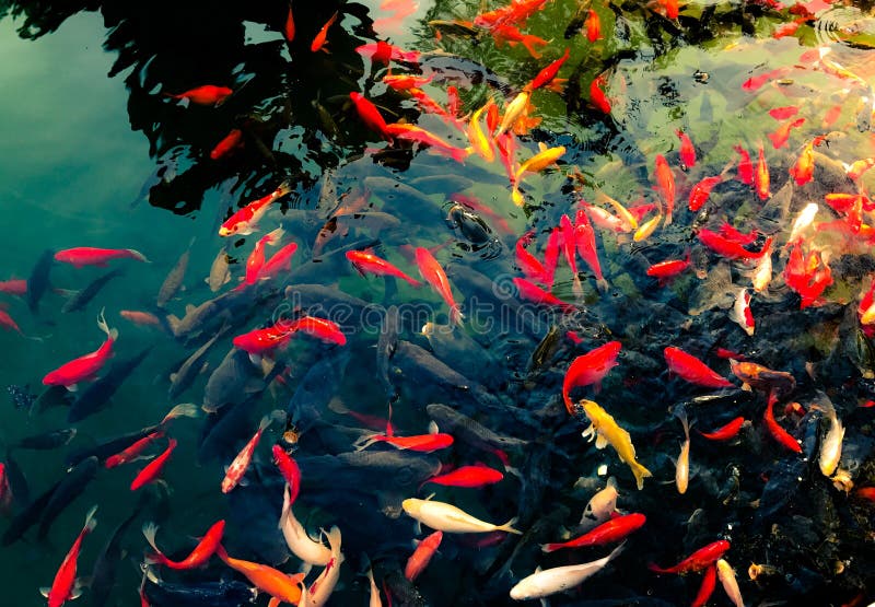 Questi pesci vivono nel laghetto dell'Hongluo Tempio, Pechino, Cina.