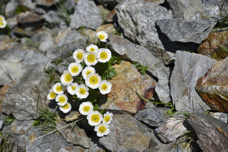 Crowfoot παγετώνων, λουλούδι στο νότιο Tirol στοκ φωτογραφία Crowfoot παγετώνων, λουλούδι στο νότιο Tirol στοκ φωτογραφία