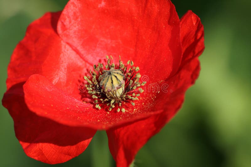 Crown Anemone