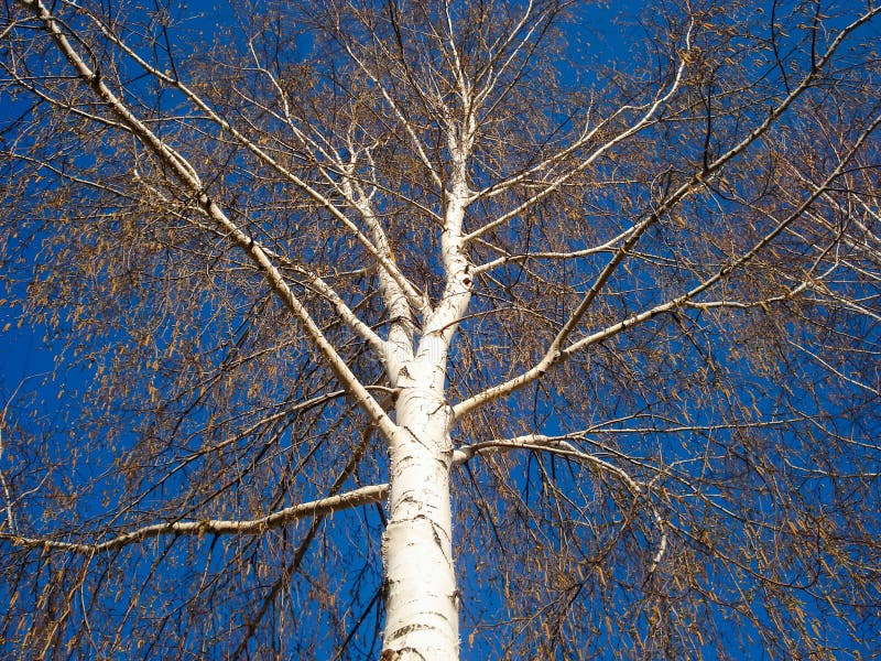 Crown Birch Tree and Branches in Autumn and Spring Against a Bright