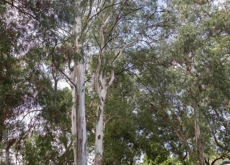 Large Eucalyptus Trees in the Arboretum. Stock Image Image of flowers