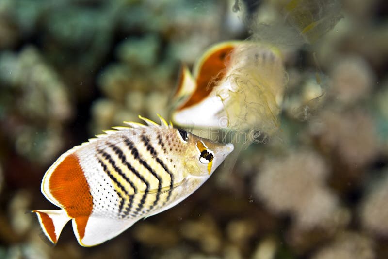 Crown butterflyfish (chaetodon paucifasciatus)