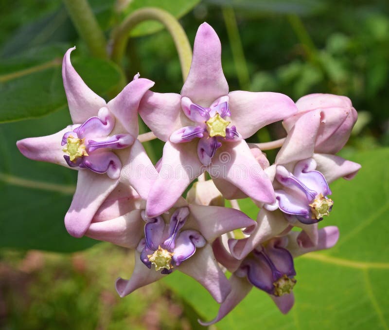 Crown Flower stock image. Image of calotropis, milkweed 38807585