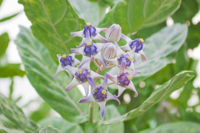 Crown Flower Thai Call Love Flower Stock Photos Free & RoyaltyFree