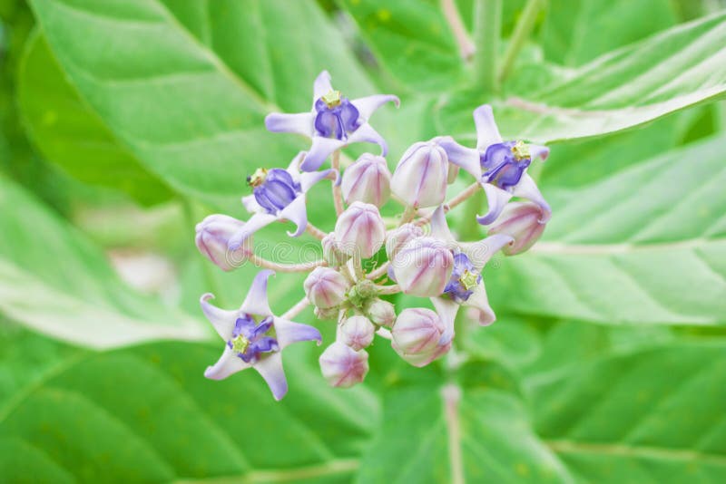 Crown Flower Thai Call Love Flower Stock Photos Free & RoyaltyFree