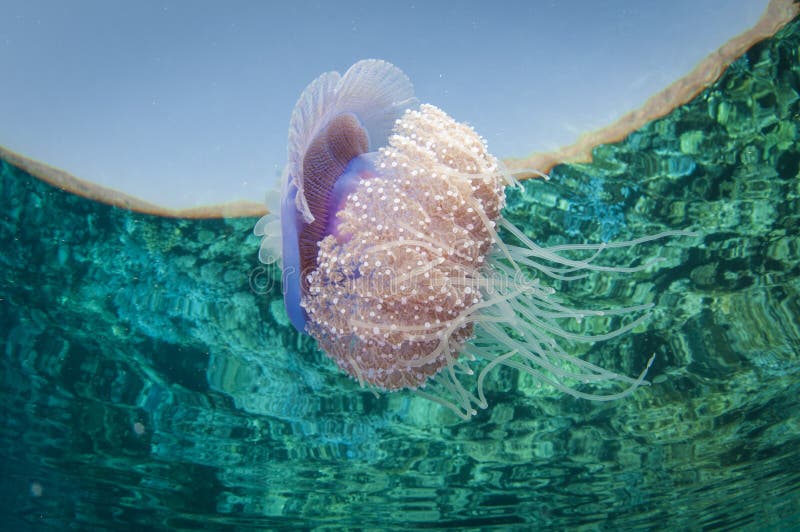 crown jelly fish swims in clear water and has refection on seurface