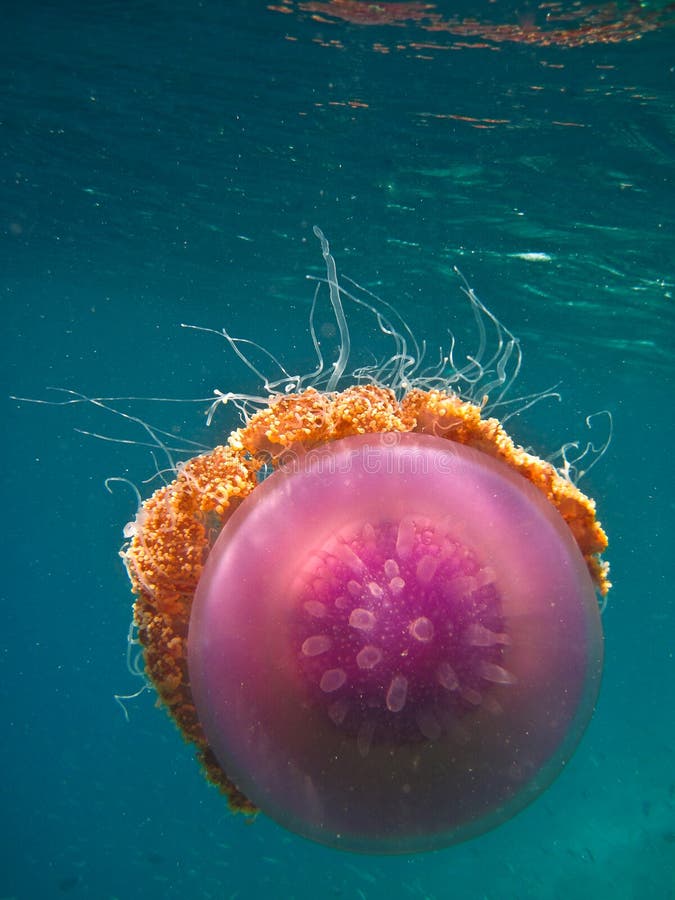 Crown Jellyfish - Cephea - True Jellyfish Stock Photo - Image of ...