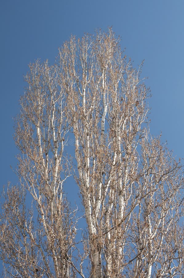 Crown with branches of large poplar tree in sunny winter day on blue sky background. Crown with branches of large poplar tree in sunny winter day on blue sky background