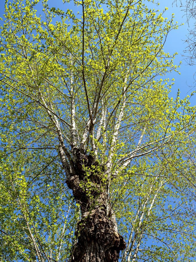 the crown of an old poplar with young green leaves against a blue spring sky in the morning
