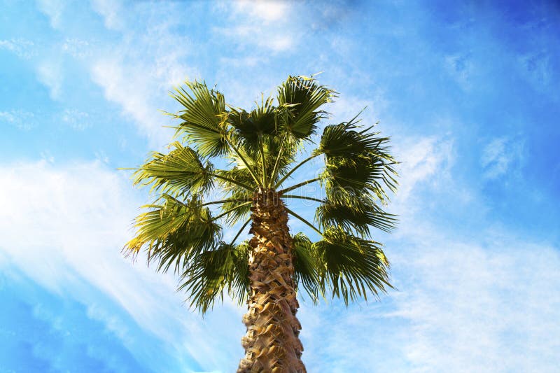 The Crown of a Palm Tree Against a Blue Sky. the Concept of Holidays in ...