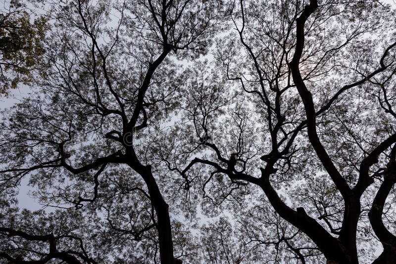 Crown Shyness Big Tree Silhouette On Sky. royalty free stock photo