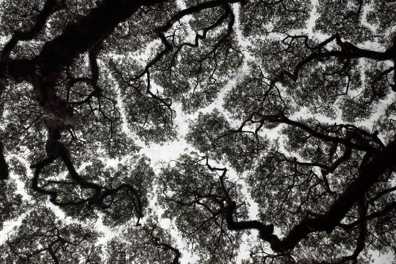 Crown shyness phenomenon or canopy spacing and disengagement of tree crown that avoid touching each other royalty free stock photos