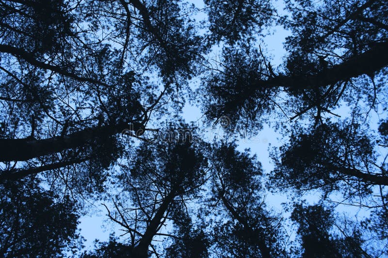 Crown shyness in pine trees is a fascinating phenomenon where the crowns of individual pine trees do not touch or overlap with those of neighboring trees, creating beautiful visible gaps in the blue hour