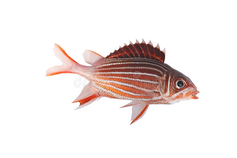 Crown squirrelfish isolate