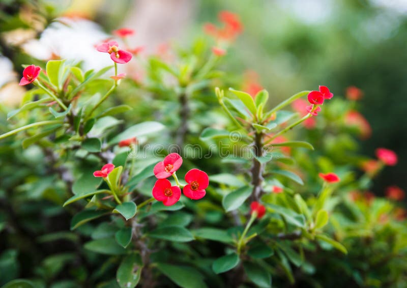 Crown of thorns, Christ Thorn