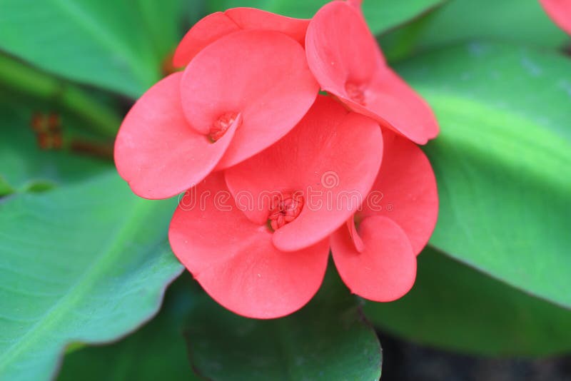 Crown of thorns flowers [Euphorbia milii Desmoul]